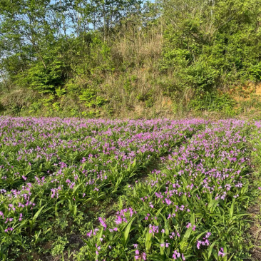 紫花中宽叶大白芨苗