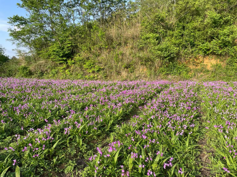 紫花中宽叶大白芨苗