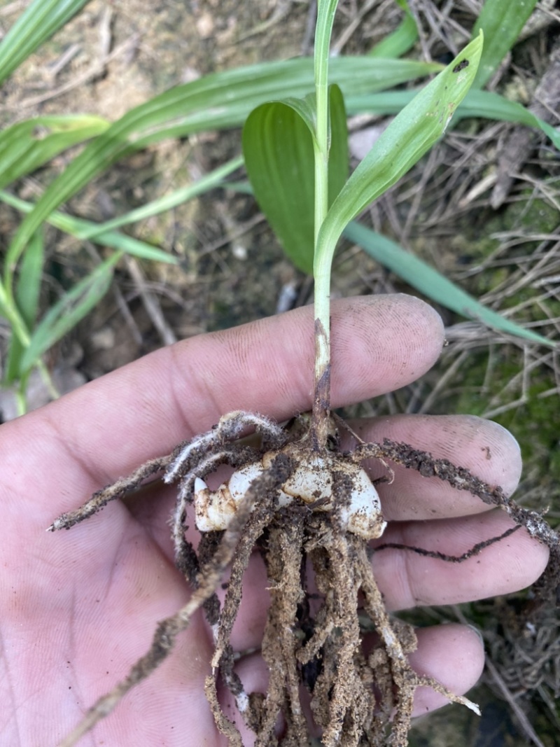 紫花中宽叶大白芨苗