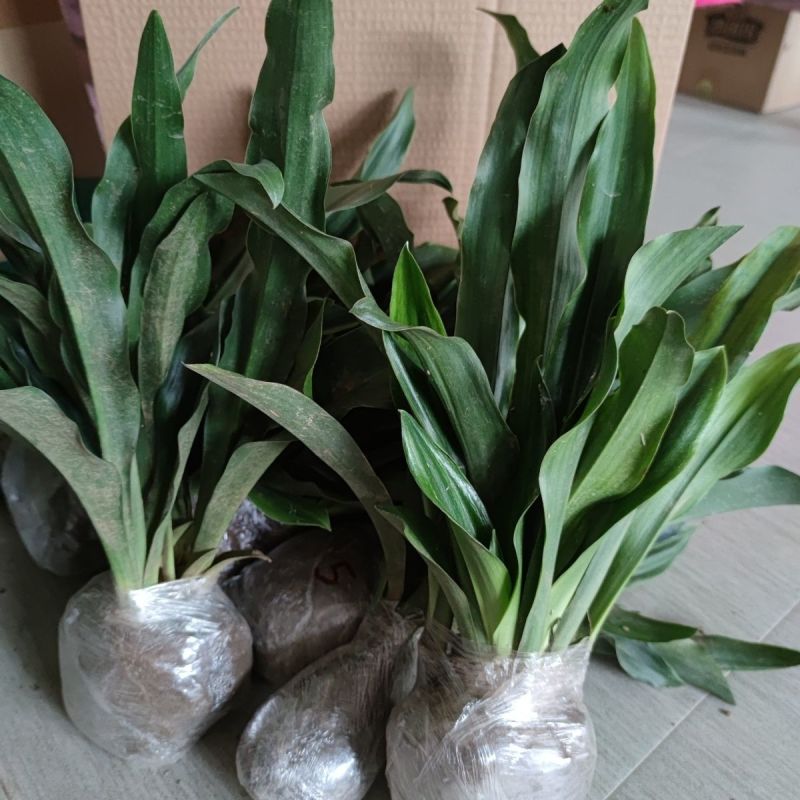 万年青苗金边银边中华万年青盆栽绿植四季常青万年青盆栽苗