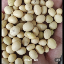 2025新黄豆