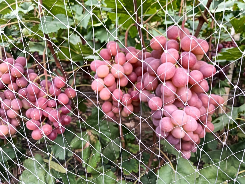 错季红提，还要二十来天成熟。