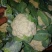 菜花实花，雪白无虫眼！