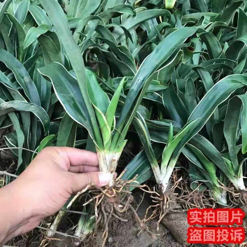 万年青苗基地直发量大从优