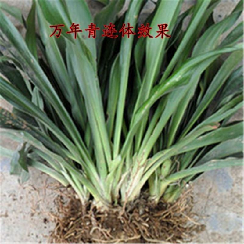 万年青苗基地直发量大从优