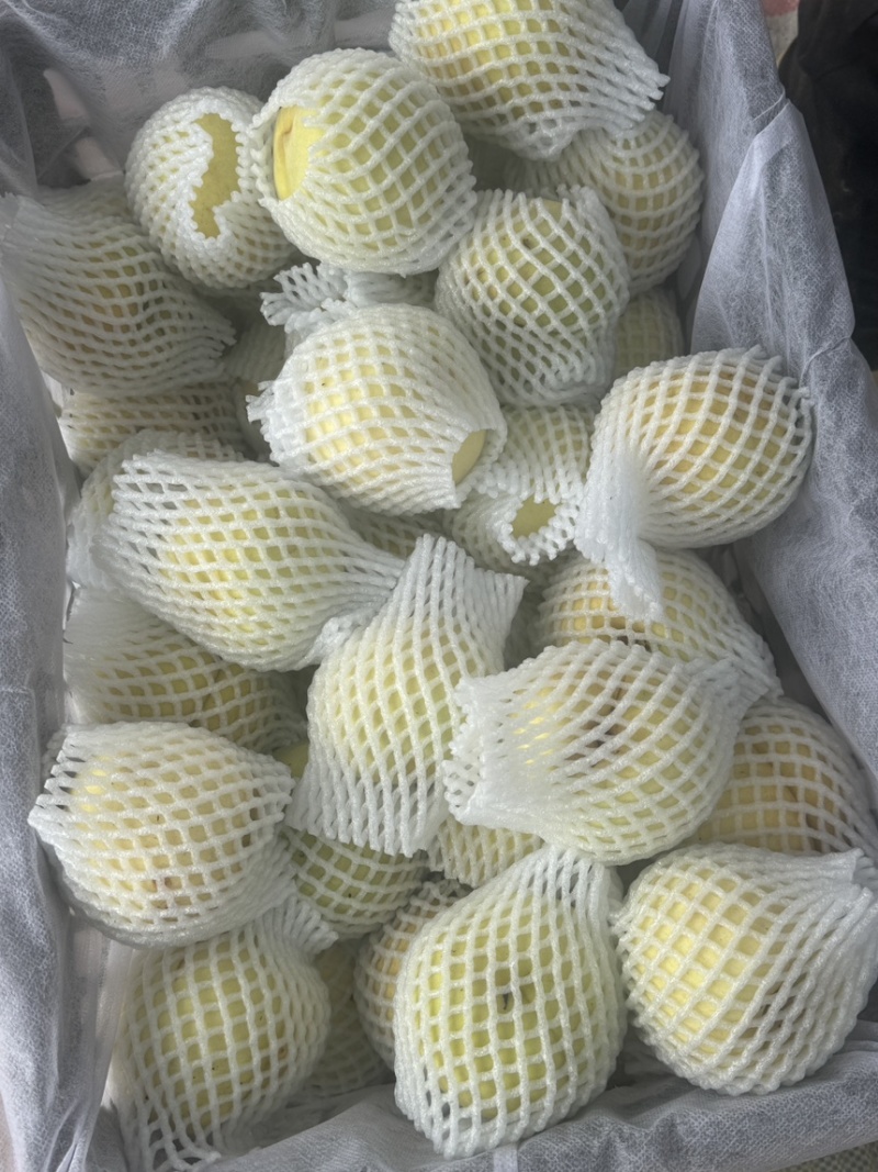 映霜红金秋红蜜永莲蜜3号