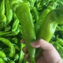 《泡椒》陕西产地源头供应泡椒，青皮尖椒，线椒，螺丝椒，