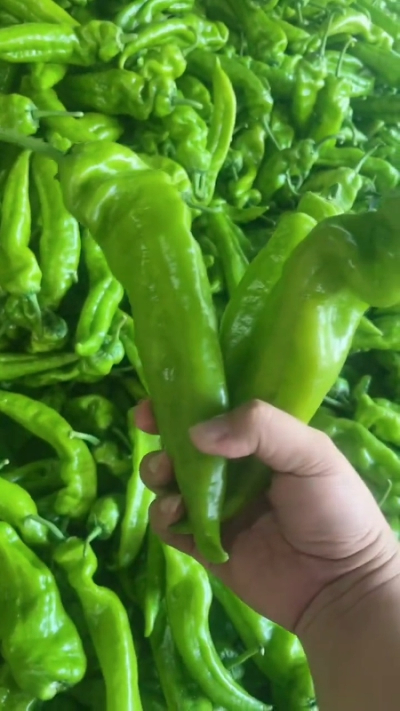 《泡椒》陕西产地源头供应泡椒，青皮尖椒，线椒，螺丝椒，
