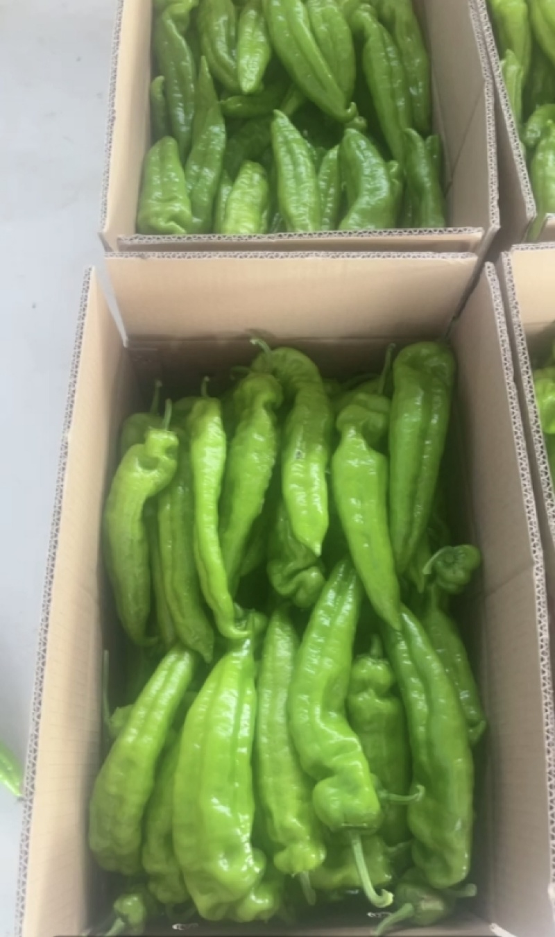 《泡椒》陕西产地源头供应泡椒，青皮尖椒，线椒，螺丝椒，