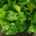 【优选商家】精品球生菜自家种植量大从优诚信第一