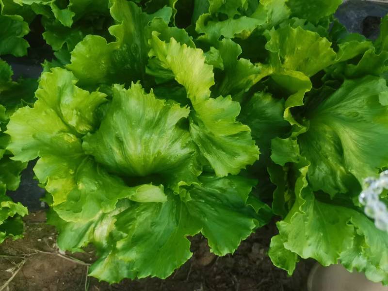 【优选商家】精品球生菜自家种植量大从优诚信第一