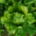 【优选商家】精品球生菜自家种植量大从优诚信第一