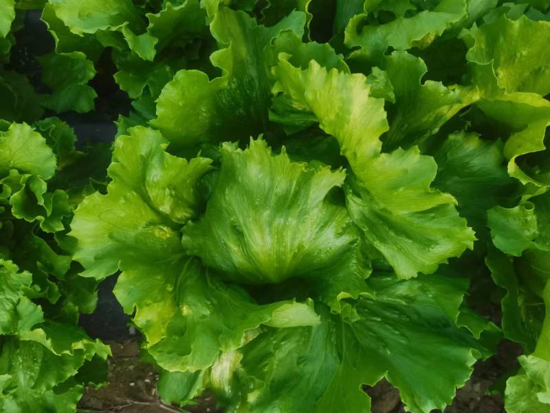 【优选商家】精品球生菜自家种植量大从优诚信第一