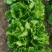 【优选商家】精品球生菜自家种植量大从优诚信第一