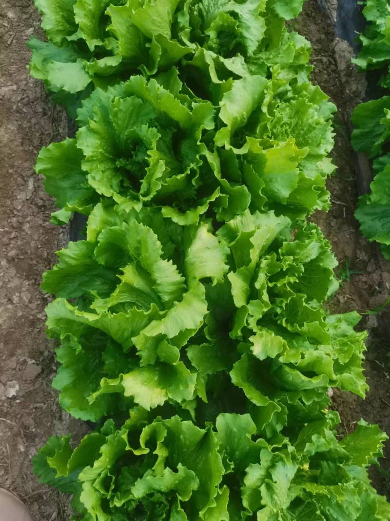 【优选商家】精品球生菜自家种植量大从优诚信第一