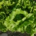 【优选商家】精品球生菜自家种植量大从优诚信第一
