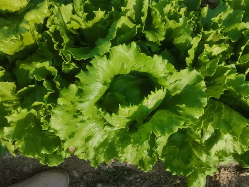 【优选商家】精品球生菜自家种植量大从优诚信第一