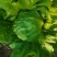 【优选商家】精品球生菜自家种植量大从优诚信第一