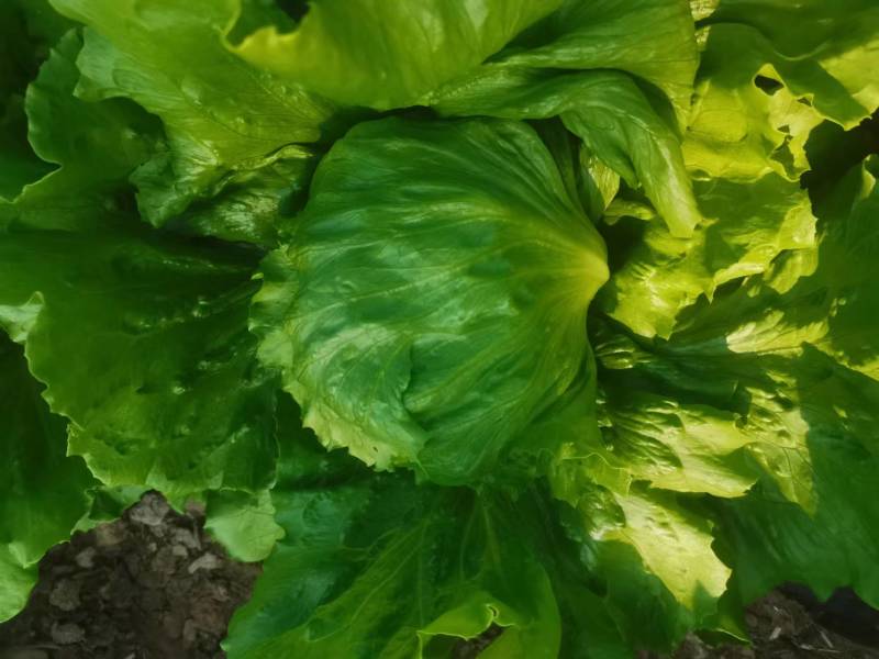 【优选商家】精品球生菜自家种植量大从优诚信第一
