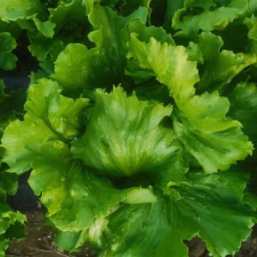 【优选商家】精品球生菜自家种植量大从优诚信第一
