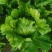 【优选商家】精品球生菜自家种植量大从优诚信第一