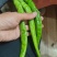 《泡椒》陕西产地源头供应泡椒，青皮尖椒，线椒，螺丝椒，