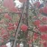 苹果红富士苹果全国发货产地一手货源保质保量