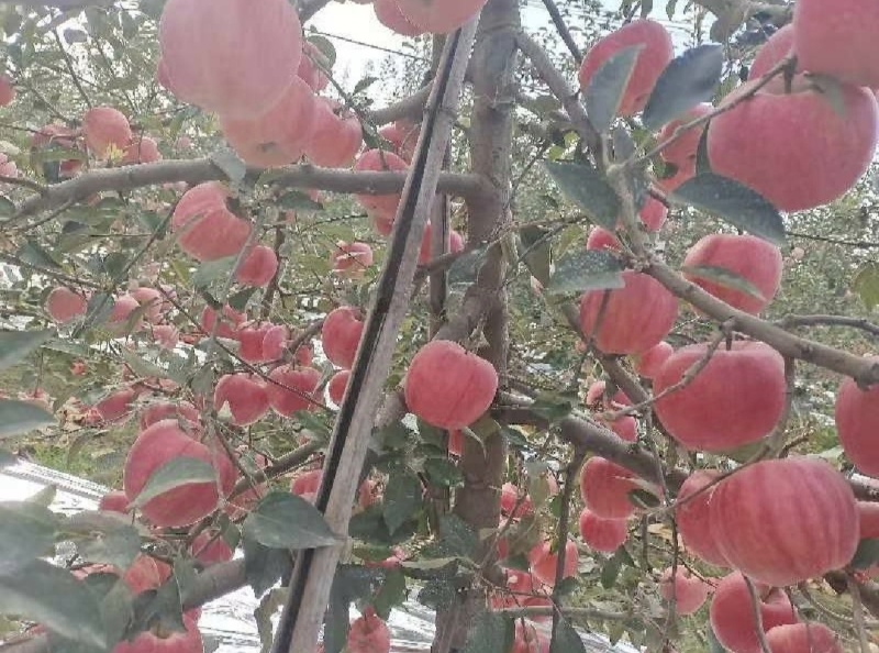 苹果红富士苹果全国发货产地一手货源保质保量
