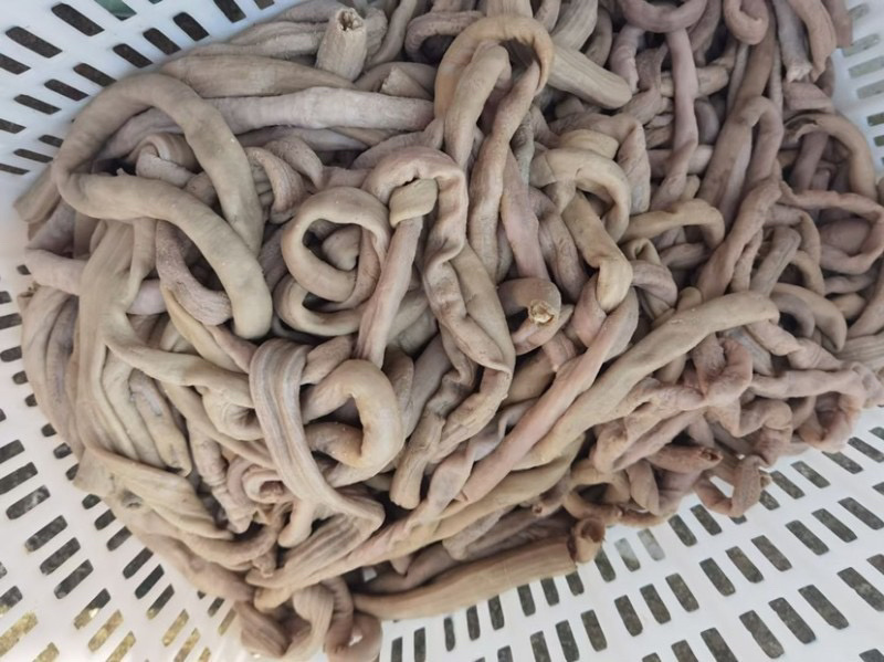 牛肠圆小肠拋边去油牛小肠牛大肠牛小肚牛肠