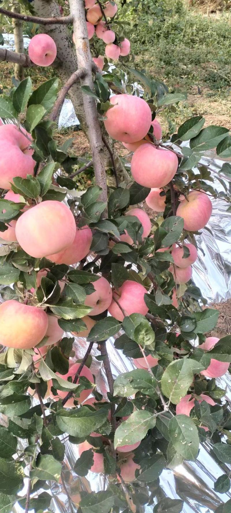 陕西咸阳红富士苹果大量供应，新鲜采摘，货源充足，量大从优