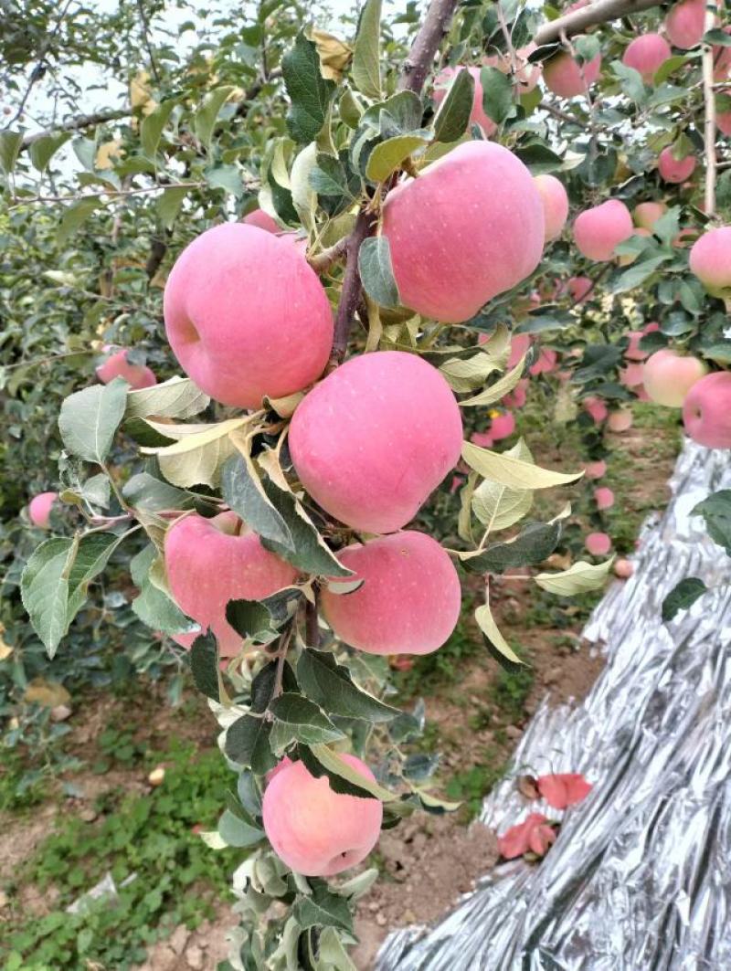 陕西咸阳红富士苹果大量供应，新鲜采摘，货源充足，量大从优