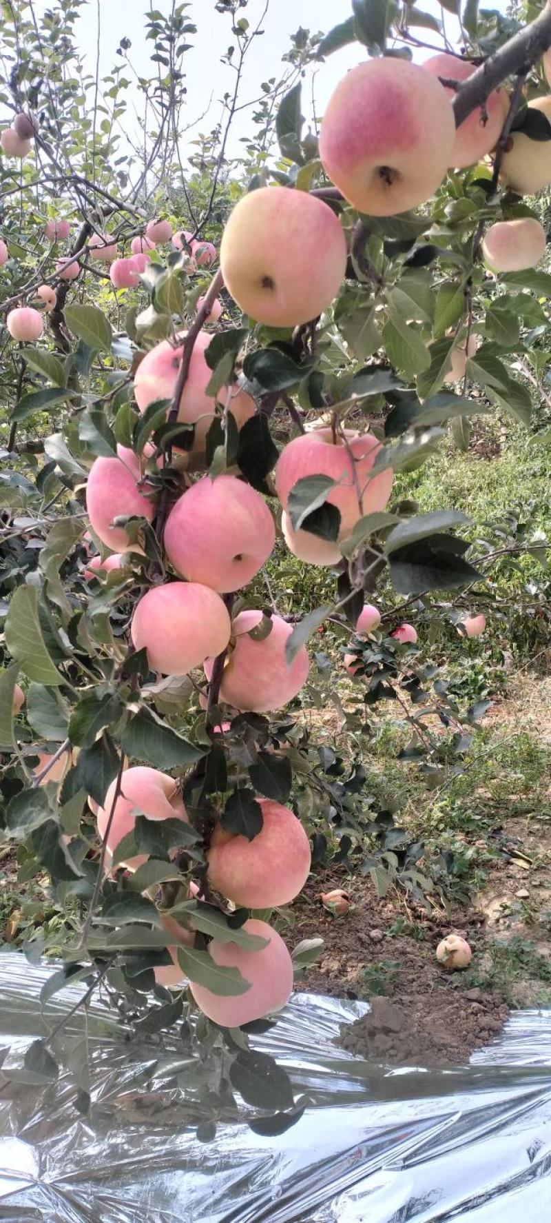 陕西咸阳红富士苹果大量供应，新鲜采摘，货源充足，量大从优