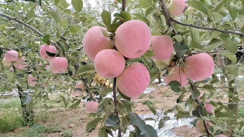 陕西咸阳红富士苹果大量供应，新鲜采摘，货源充足，量大从优