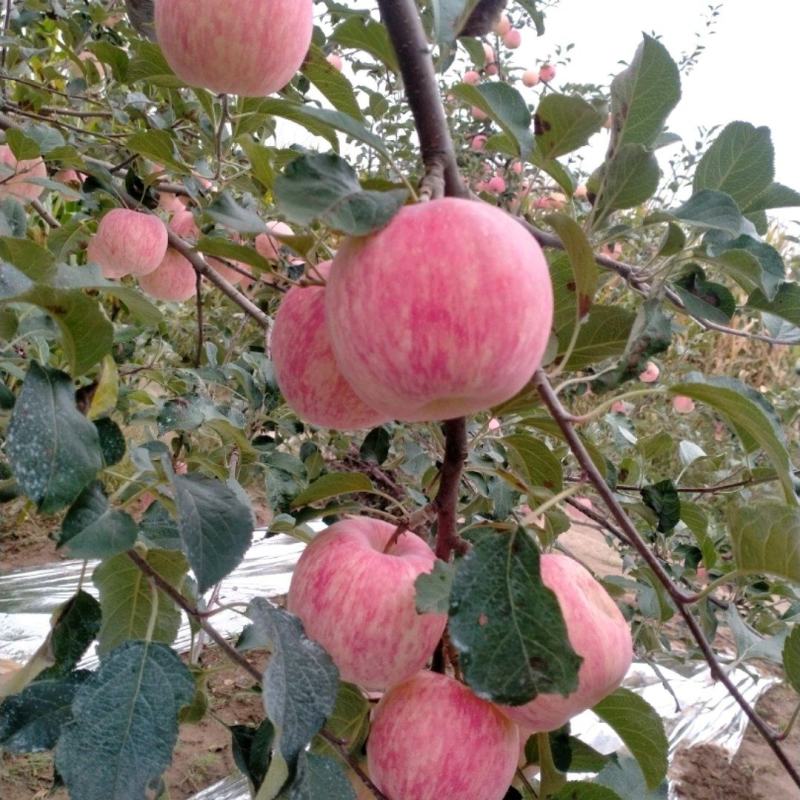 旬邑县富士秦冠苹果大量供应新鲜采摘对接全国客商可视频验货