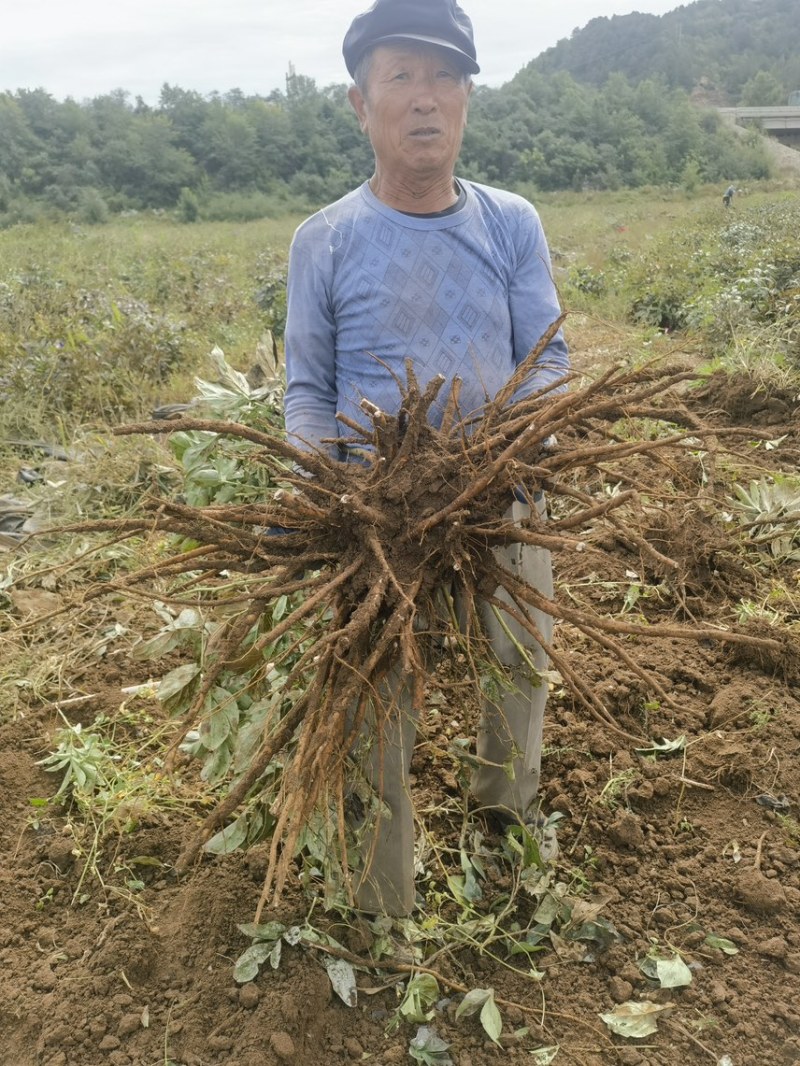 芍药芽头