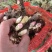芍药芽头