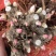 芍药芽头