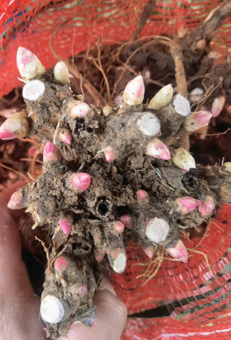 芍药芽头
