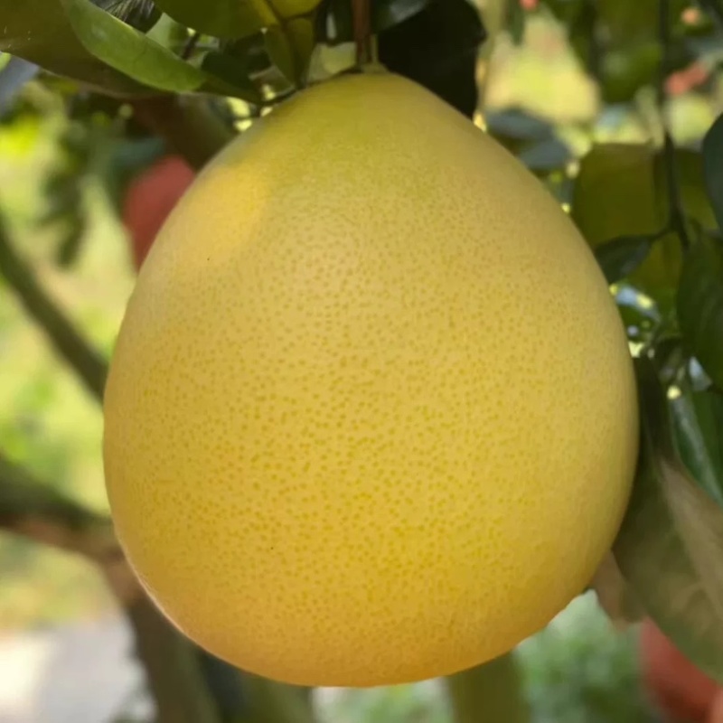 三红蜜柚子精品柚子皮薄肉厚汁水充足电商市场商超