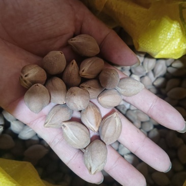 工艺揽小圆珠，百分之98圆，目前没下树的还有一千多斤