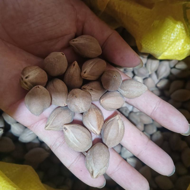 工艺揽小圆珠，百分之98圆，目前没下树的还有一千多斤