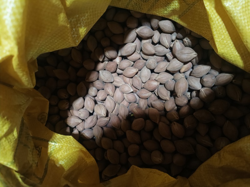 工艺揽小圆珠，百分之98圆，目前没下树的还有一千多斤