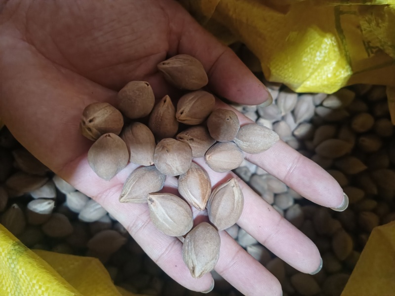 工艺揽小圆珠，百分之98圆，目前没下树的还有一千多斤