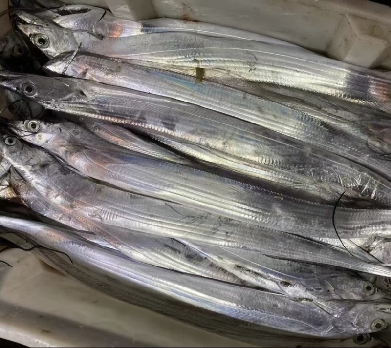【精品】渤海湾海捕小眼油带鱼品质保证诚信经营合作
