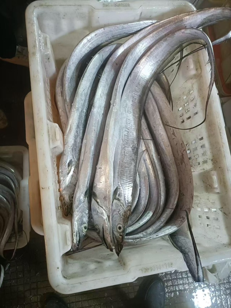 【精品】渤海湾海捕小眼油带鱼品质保证诚信经营合作