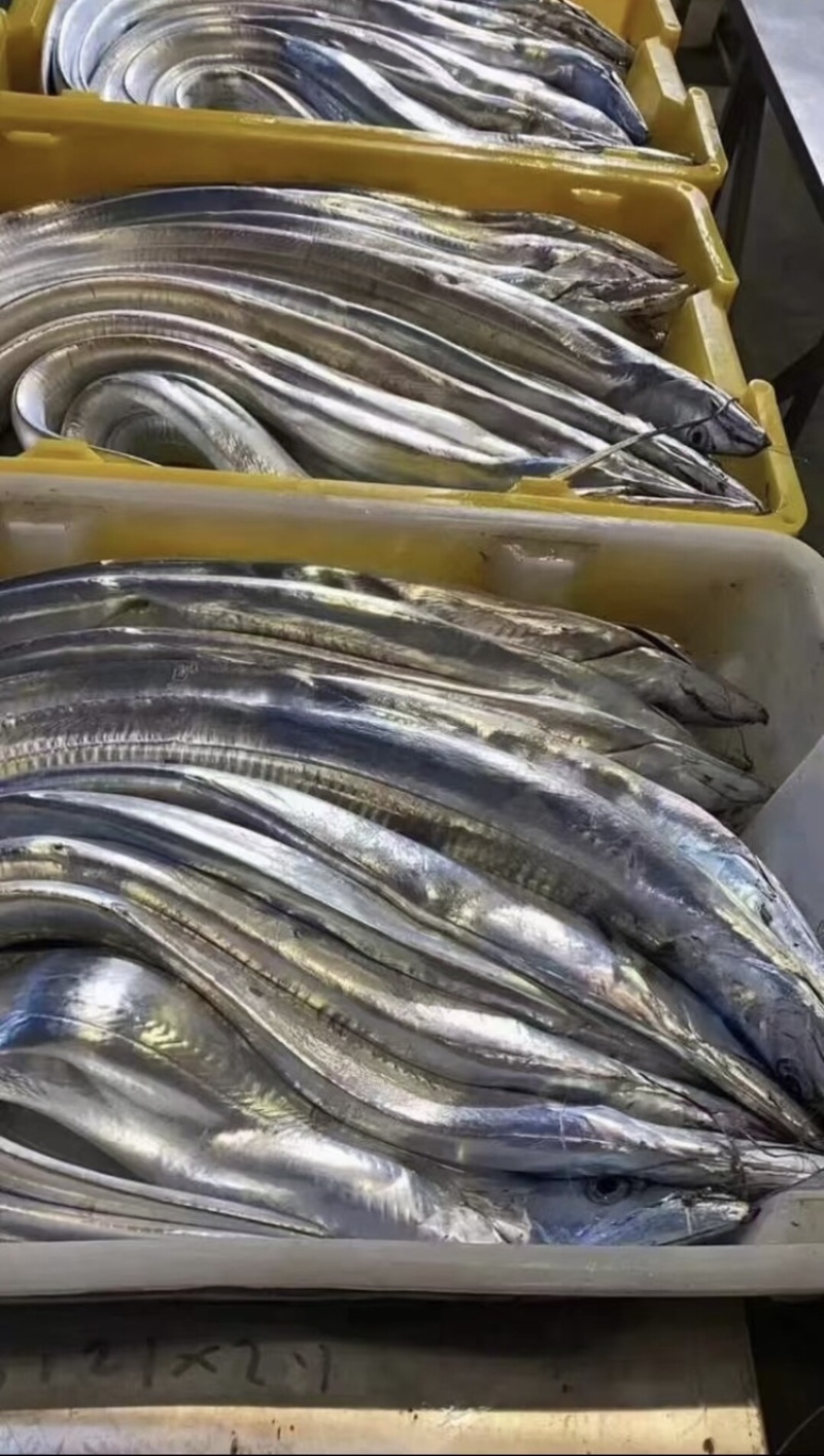 【精品】渤海湾海捕小眼油带鱼品质保证诚信经营合作