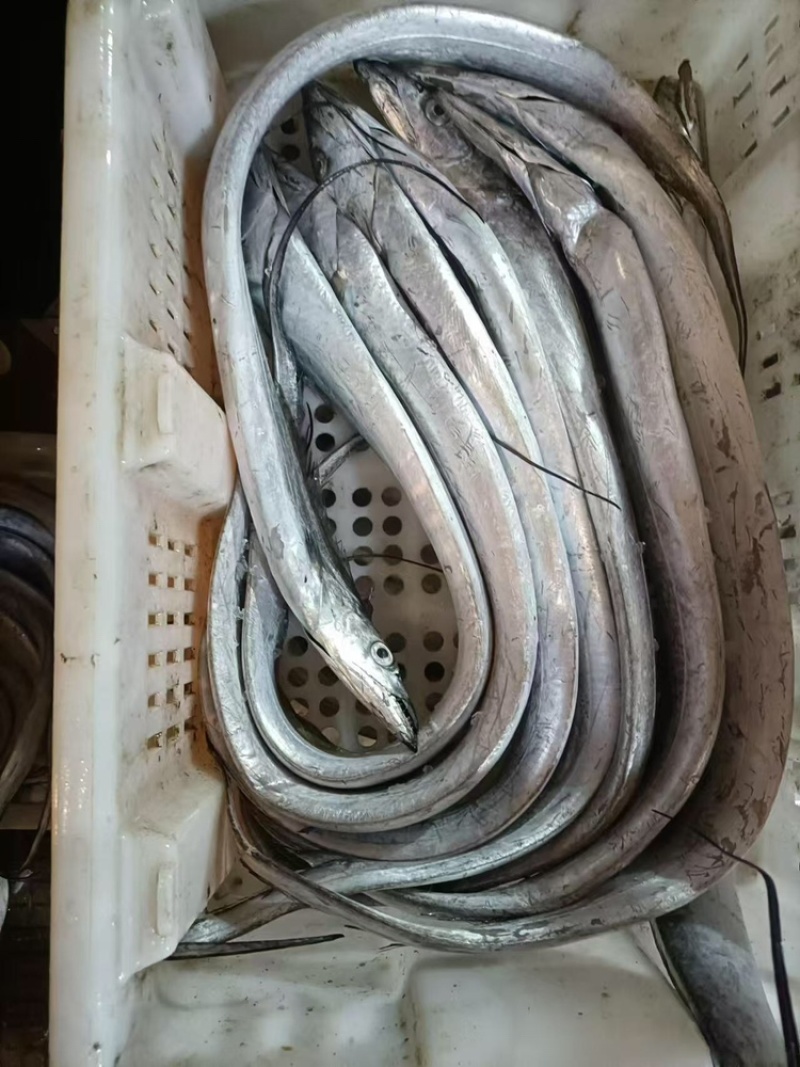 【精品】渤海湾海捕小眼油带鱼品质保证诚信经营合作