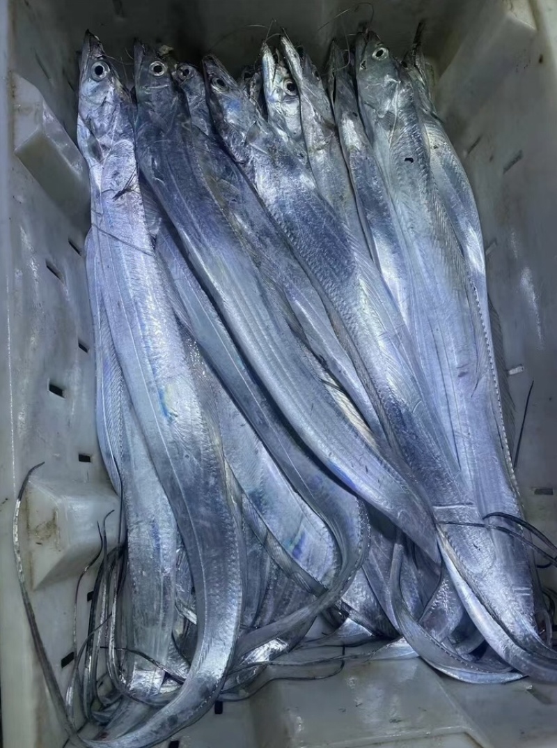 【精品】渤海湾海捕小眼油带鱼品质保证诚信经营合作
