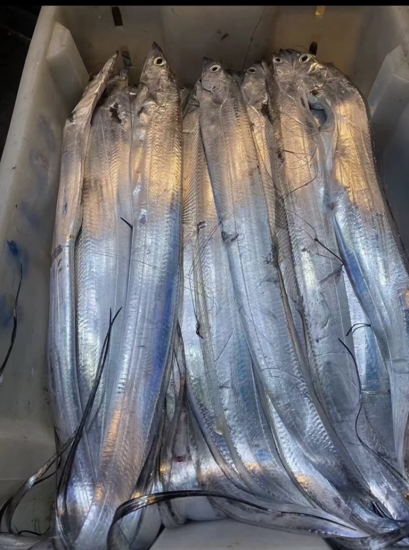 【精品】渤海湾海捕小眼油带鱼品质保证诚信经营合作