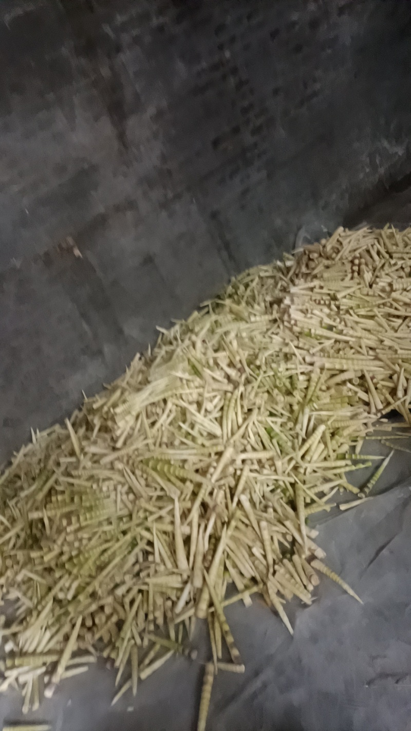 八月笋大量上市